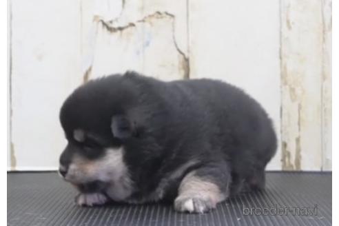 成約済の埼玉県の柴犬-204509の2枚目